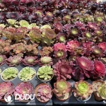 DuDu Aeonium 180 pcs Collocation - Image 3