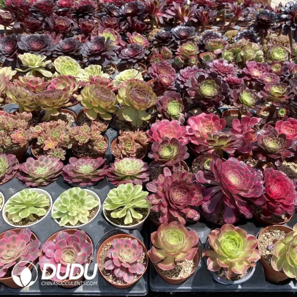1756128502-1747707815-e203.webp DuDu Aeonium 180 pcs Collocation - Image 3
