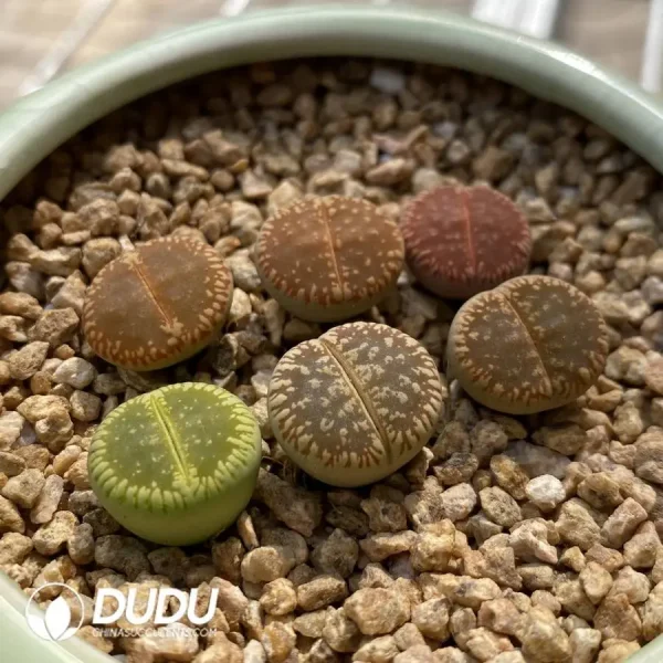 Lithops Aucampiae Rainbow - Image 3