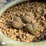 Lithops Dinteri Strawberry