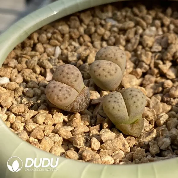 Lithops Dinteri Strawberry - Image 1