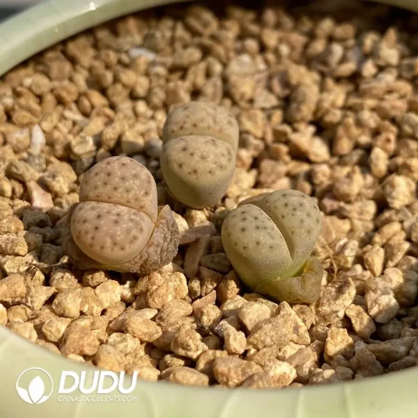 Lithops Dinteri Strawberry - Image 2