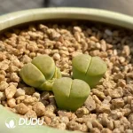 Lithops Green Dinteri
