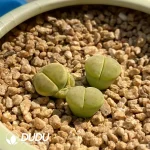 Lithops Green Dinteri - Image 2