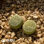 lithops Green River C54A