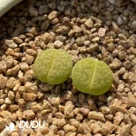 Lithops Hybrid Lesliei X Dinteranthus Venzylii