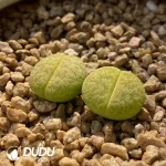 Lithops Hybrid Lesliei X Dinteranthus Venzylii - Image 2