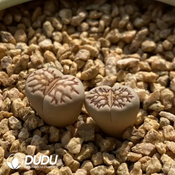 Julii Kikukaseki - Image 2