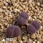 Julii 'Red-Violet - Image 2