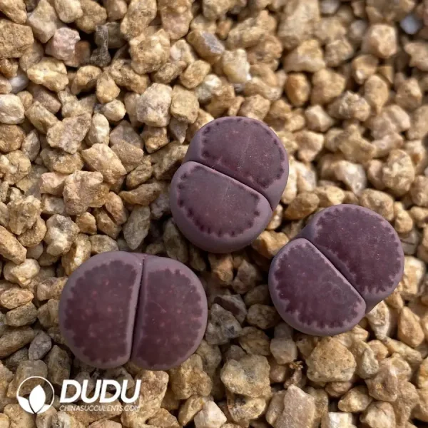 Julii 'Red-Violet - Image 2