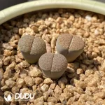 Lithops Verruculosa