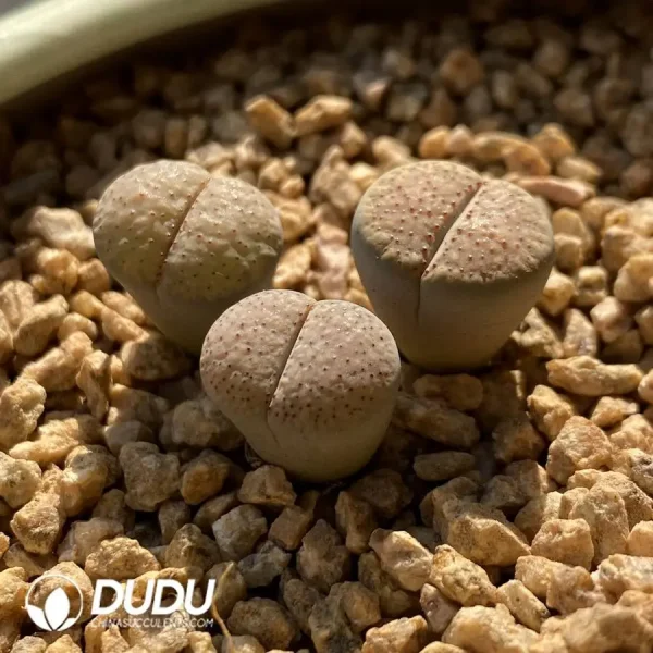 Lithops Verruculosa - Image 2