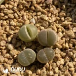 Lithops Vlivacea