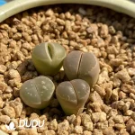 Lithops Vlivacea - Image 2