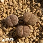 Lithops Dinterops X Lesliei Albinica