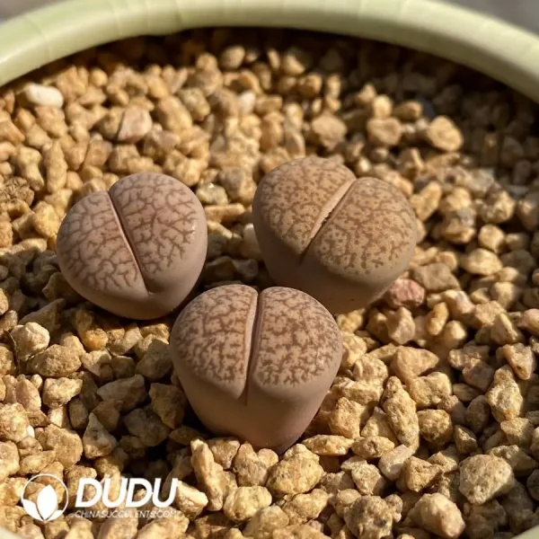 Lithops Dinterops X Lesliei Albinica - Image 2