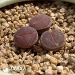 Lithops KO. - Image 2