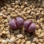 Lithops Red Chrysanthemum 6270A