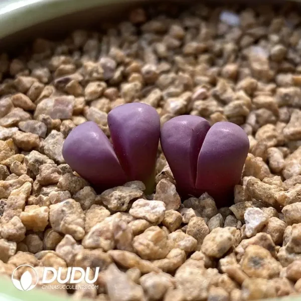 1756128539-1748225408-e202.webp Lithops Red Chrysanthemum 6270A - Image 2