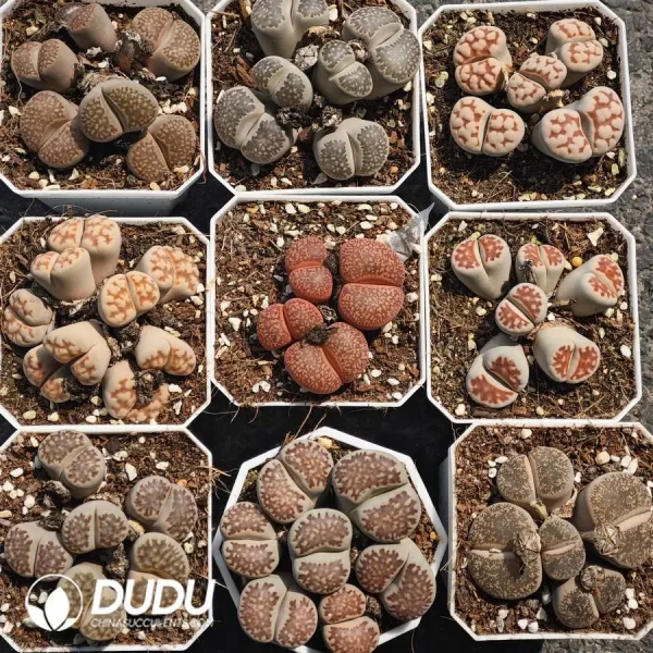 Lithops Multiple Head Nine Collocation - Image 1