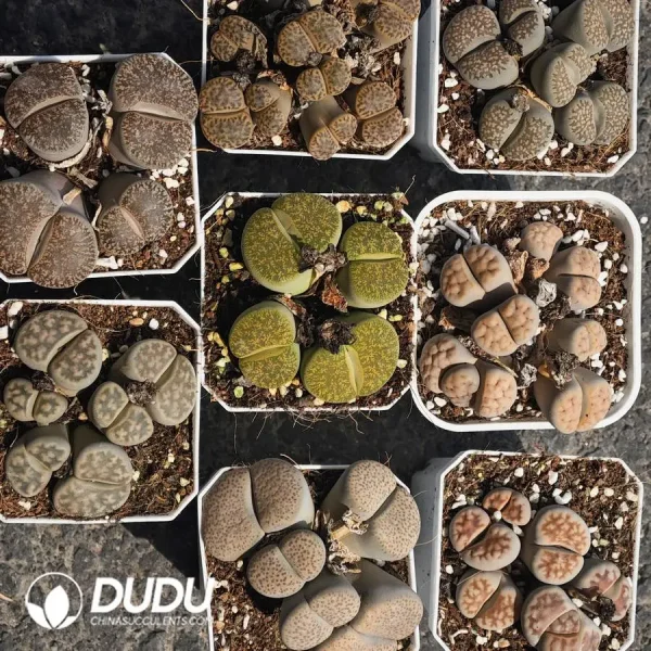 Lithops Multiple Head Eight Collocation - Image 1
