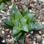 Haworthia Heidelbergensis