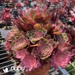 Aeonium Black Devil Variegated Chimera
