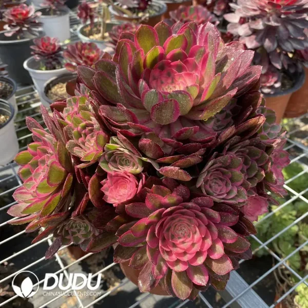 Aeonium Black Devil Variegated Chimera - Image 2