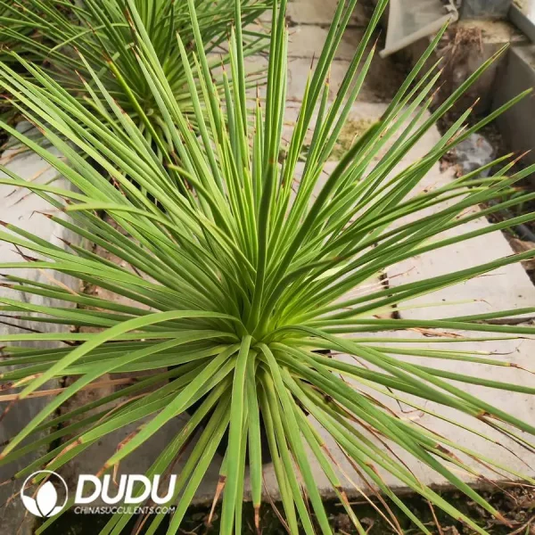 1756128560-1747885793-e201.webp Agave Strictanana - Image 1