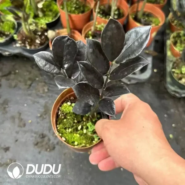 Zamioculcas zamiifolia 'Dowon' - Image 1