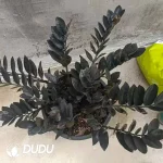 Zamioculcas zamiifolia 'Dowon' - Image 2