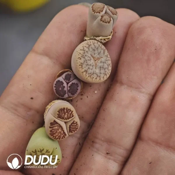 1756128564-1747885797-e201.webp Lithops Mercedes-Benz - Image 1