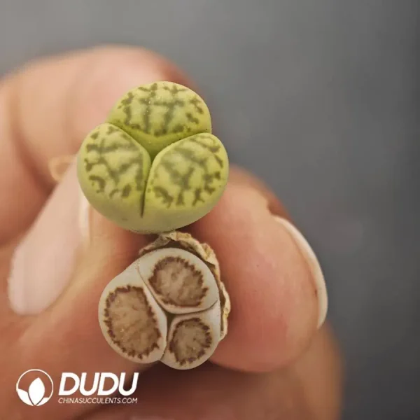 1756128565-1747885799-e202.webp Lithops Mercedes-Benz - Image 2