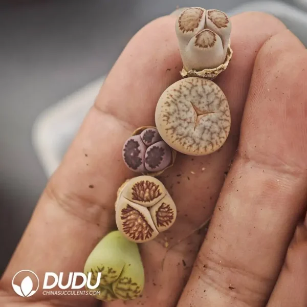 1756128566-1747885801-e203.webp Lithops Mercedes-Benz - Image 3