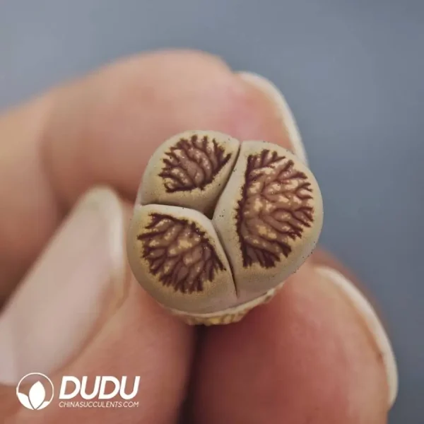 1756128567-1747885802-e204.webp Lithops Mercedes-Benz - Image 4