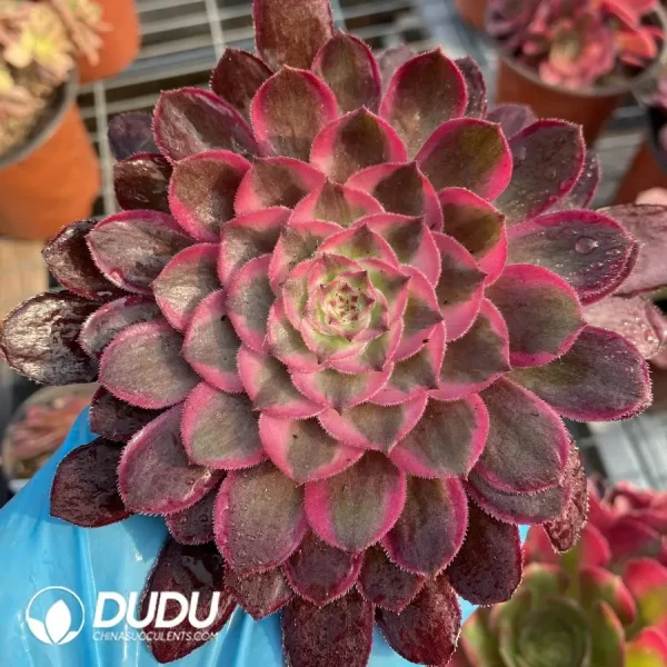 1756128568-1747885803-e201.webp Aeonium Black Devil Variegated Cutting - Image 1