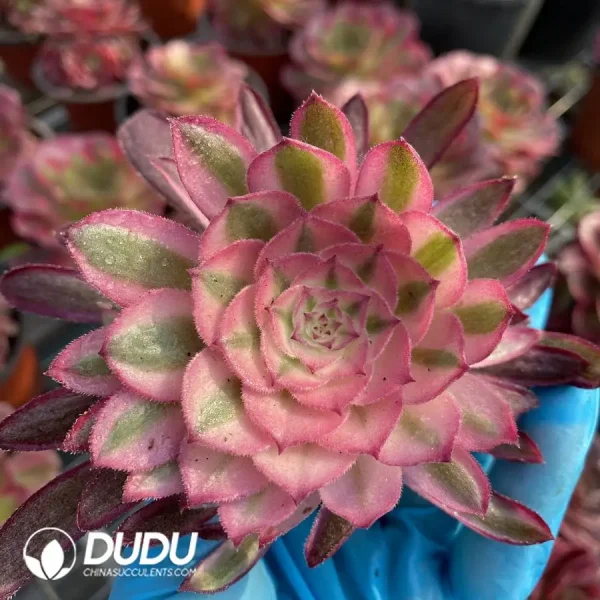 1756128570-1747885807-e203.webp Aeonium Black Devil Variegated Cutting - Image 3