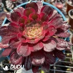 Aeonium Mardi Gras