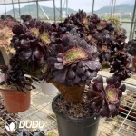 Aeonium Arboreum Velour European NO.10
