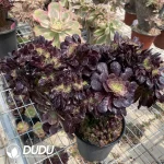Aeonium Arboreum Velour European NO.12 - Image 2