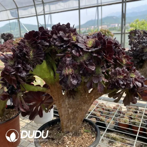 1756128582-1748224672-e203.webp Aeonium Arboreum Velour European NO.10 - Image 3