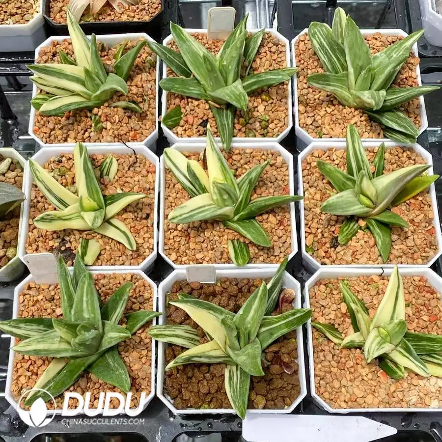 monstera adansonii in nature Monstera Adansonii Cuttings Rare Houseplant main image 1