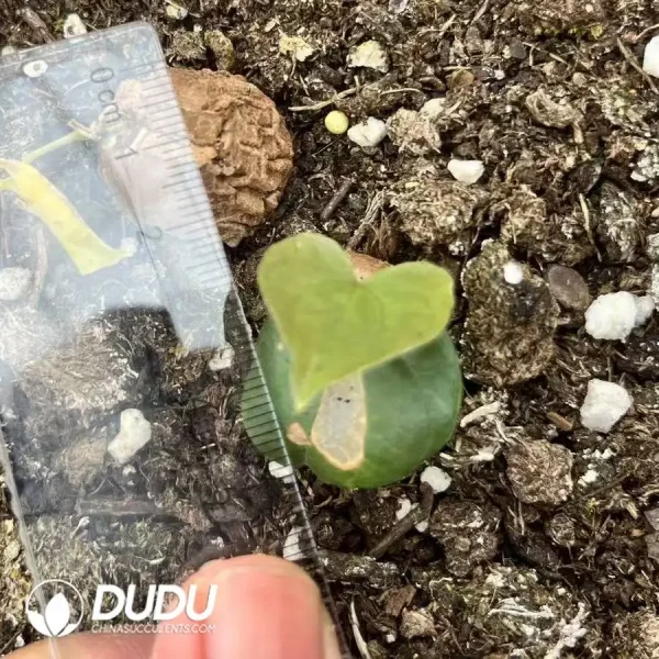 Dioscorea elephantipes (L'H??r.) Engl. - Image 1