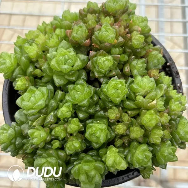 Haworthia Obtusa Clustering (Scattered Clustering) - Image 1