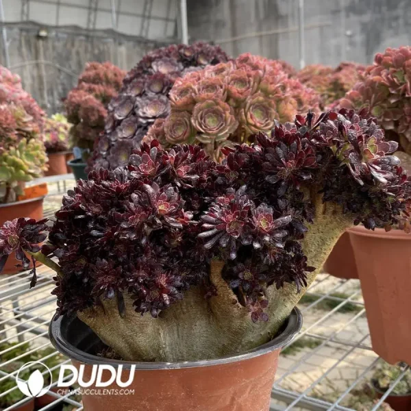 1756128614-1748223075-e201.webp Aeonium Zwartkin Cristate-1 - Image 1