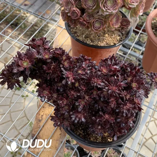 1756128615-1748223077-e202.webp Aeonium Zwartkin Cristate-1 - Image 2