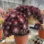 Aeonium zwartkinCristate