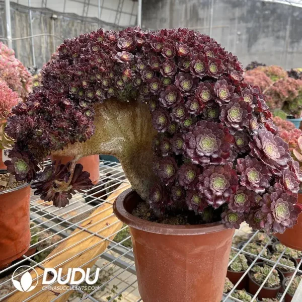 1756128628-1748223037-e202.webp Aeonium zwartkinCristate - Image 2