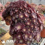 Aeonium zwartkinCristate - Image 3