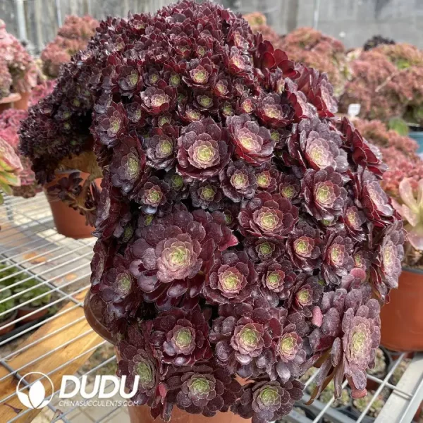 1756128629-1748223038-e203.webp Aeonium zwartkinCristate - Image 3